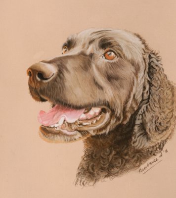 Curly Coat Retriever - Pastel Pencils on Colourfix paper.