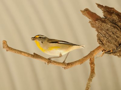 Striated Pardalote adult