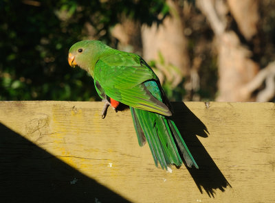 Juvenile King Parrot 