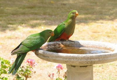 King Parrot juveniles 