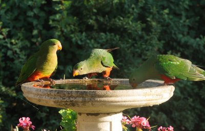 Juvenile King Parrots 