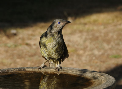 Female or juvenile Satin Bower Bird