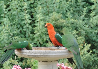 Adult King Parrot with juveniles
