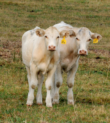 Young Charolais steers