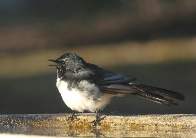Male Willy Wagtail - through the window.