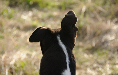 Trip's ears have a mind of their own!