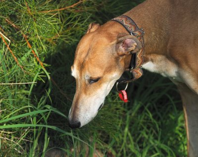 Fern tasting some nice long green grass.