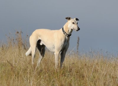 Tom on our hill