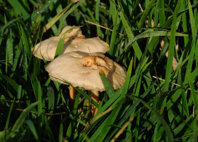 Tiny Fungi 