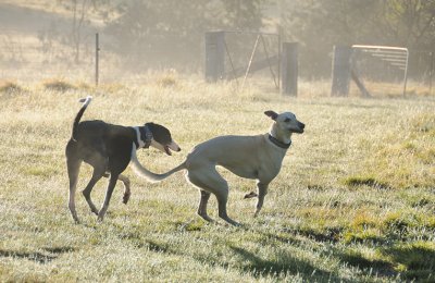 Trip & Tom - Hooray, we're going for a walk.