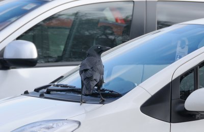 Bendigo Raven up to mischief in the car park.