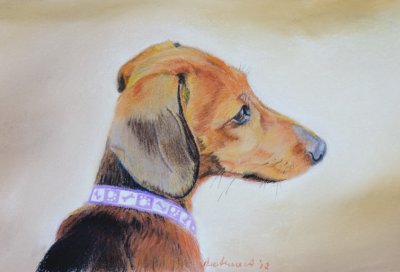 Buddy in pastel - our daughter's Dachshund when he was 4 months old