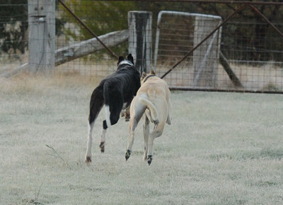 Tom & Trip - on a very frosty morning - last to the gate's a rotten egg!
