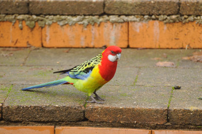 Male Eastern Rosella - through the window.