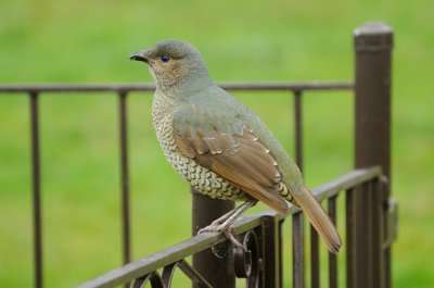 Female Satin Bower Bird - through the window