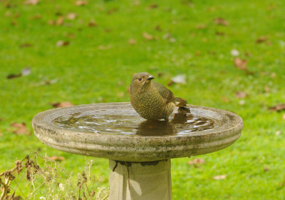 Satin Bower Bird = bath time on a winter's day.