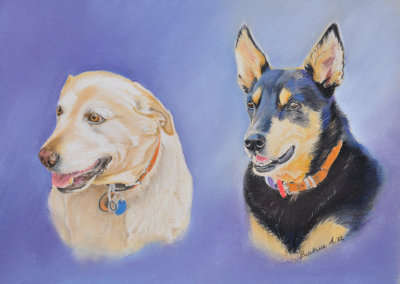 Pale Lab. & senior Kelpie - Pastel pencil on art spectrum colourfix paper.