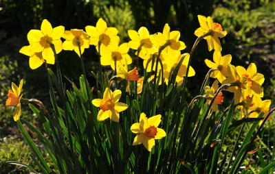 Daffodils in my garden