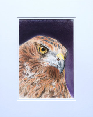 Hawk - Pastel Pencil - 4 1/2 x 8 1/2