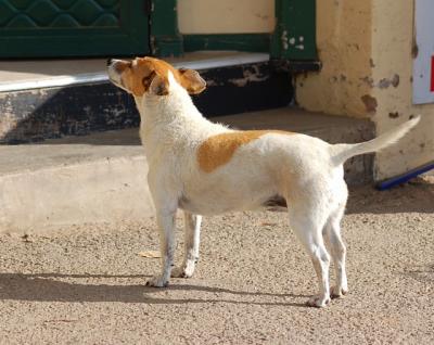 Jack Russell.  This little dog was waiting outside the local shop this morning.