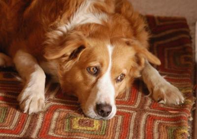g4/54/649054/3/59601652.Daisy11506.jpg