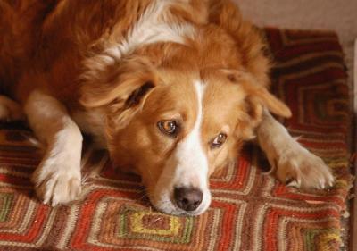 Daisy in front of our wood heater, but keeping an eye on the outside happenings.