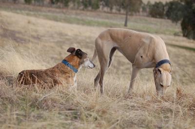 Two Grey girls relaxing at the top of the hill