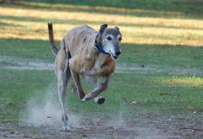 Lucy, raising the dust, and determined not to be left behind.