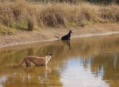 Cooling off after a walk