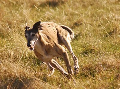 11 y.o. Lucy on a high speed turn.