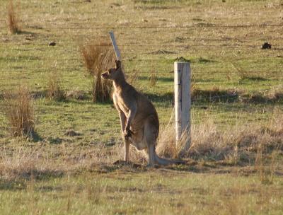 Roo 1