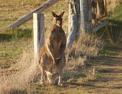 Roo 3