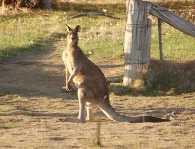 Roo 4