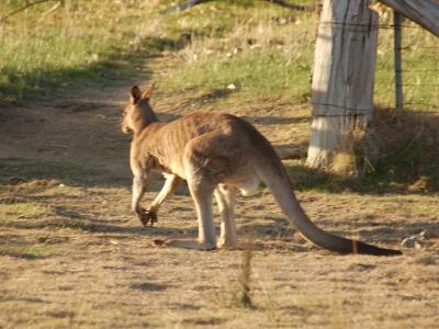 Roo 5