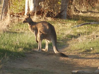 Roo 6