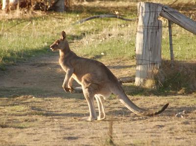 Roo 7