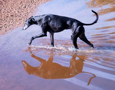 Nero making his dignified and royal exit from the dam.