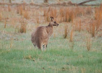Mr. K. Roo, keeping an eye on those dogs.