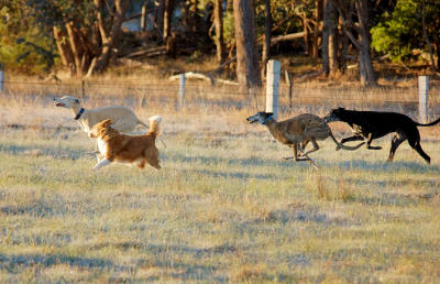 Go Daisy.  Running with the big dogs.