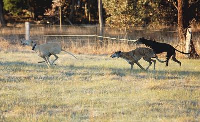 Big dog speed leaves Daisy behind