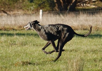 Nero, almost full gallop