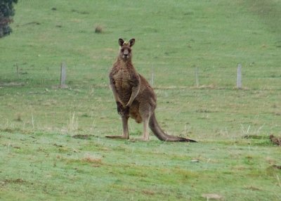 Very large old man kangaroo