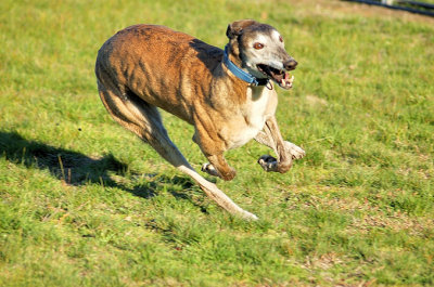 Lucy a Celebrating Greyhounds cover girl.