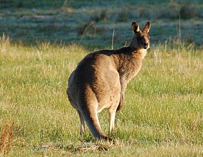 Back view of Mr. K. Roo