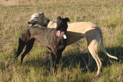 Cindy & Honey enjoying freedom on a rather cool and windy evening.