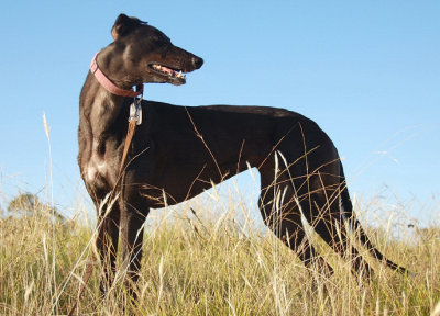 Foster Greyhound Cindy