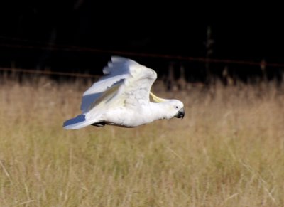 Cockatoo flight