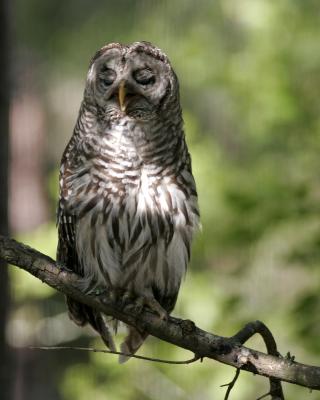 Barred Owl