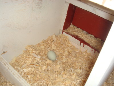 The first egg, we think Morticia layed it but will never really know for sure!