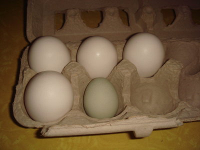 First egg in carton with some x-large store bought eggs for comparison.